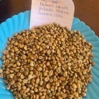 Robusta coffee  Origin: Uganda