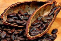 Cacao Beans